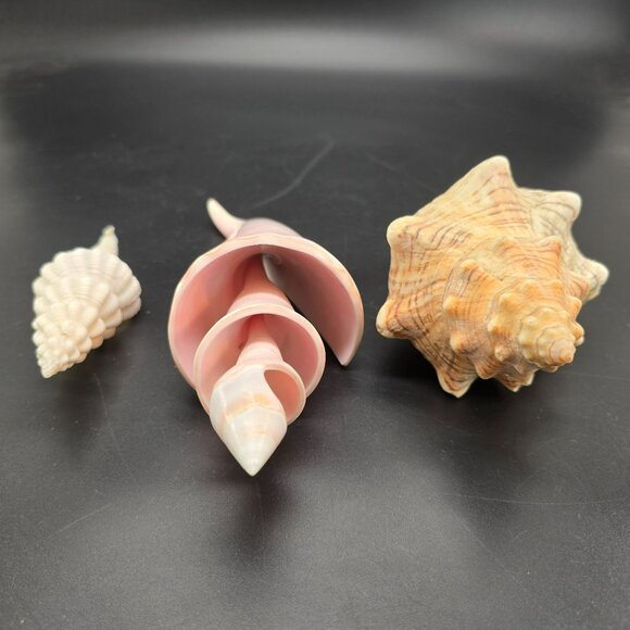 Seashells In Natural Pink & Beige Tones For Display Or Crafting Set of 3 DH1359 - Picture 5 of 9